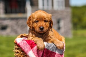 Image of Grace, a Golden Retriever puppy