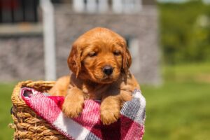 Image of Gretta, a Golden Retriever puppy