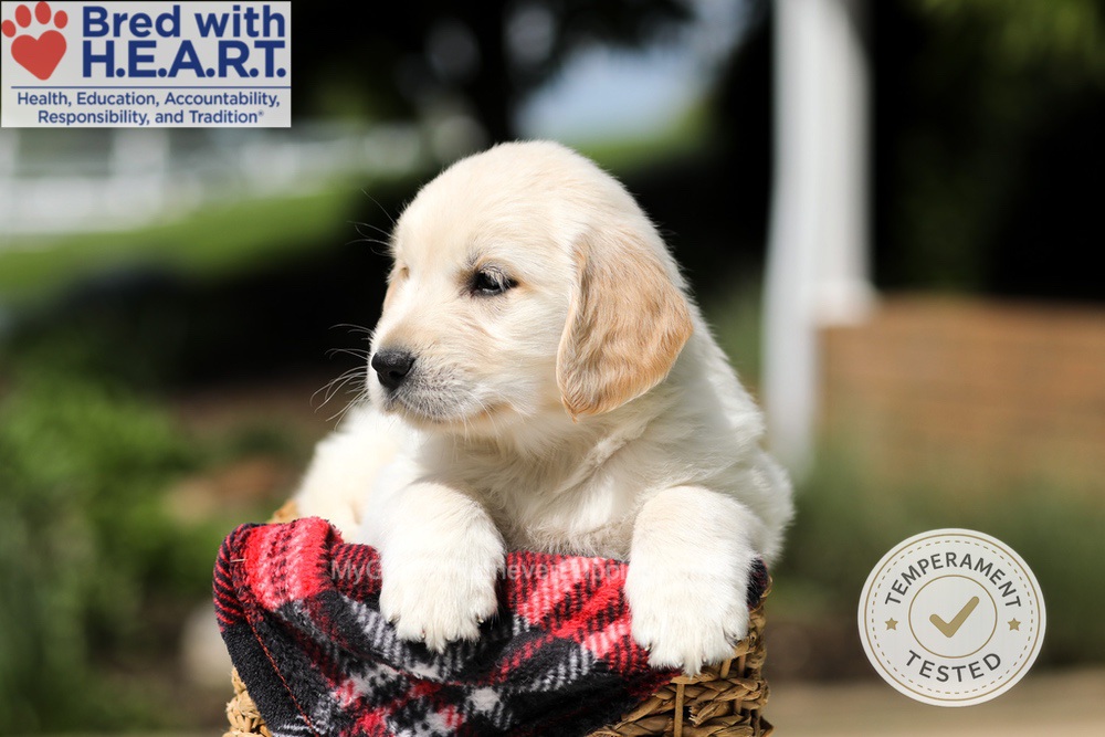 Harley Image of Harley, a Golden Retriever puppy