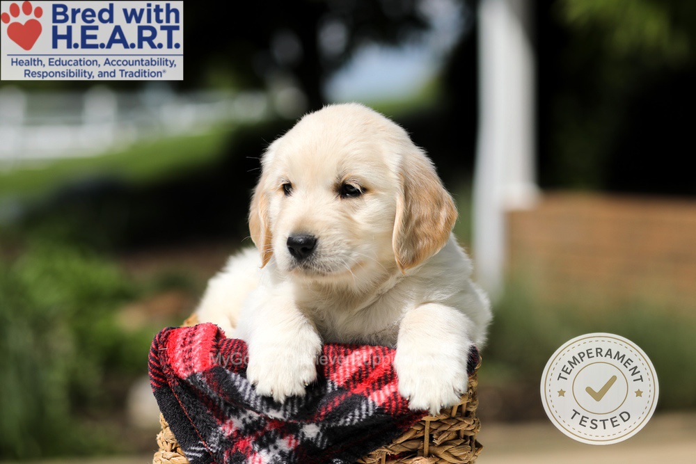 Harley Image of Harley, a Golden Retriever puppy