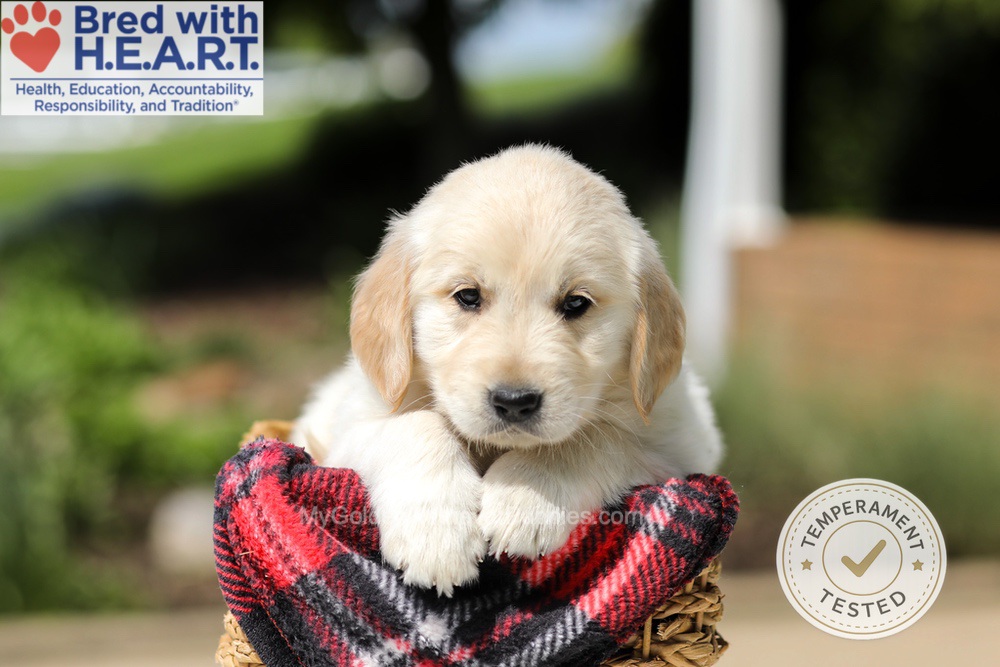 Harley Image of Harley, a Golden Retriever puppy