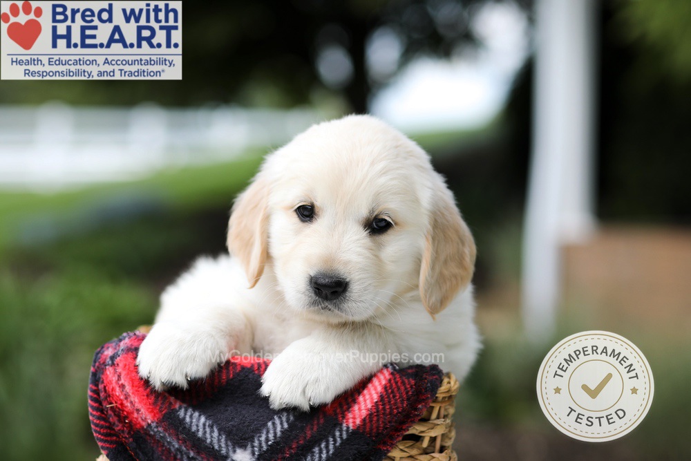 Harley Image of Harley, a Golden Retriever puppy