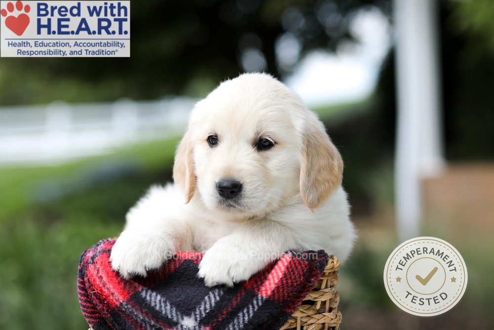 Harley Image of Harley, a Golden Retriever puppy