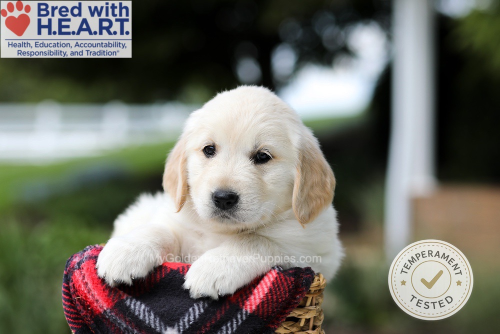 Harley Image of Harley, a Golden Retriever puppy