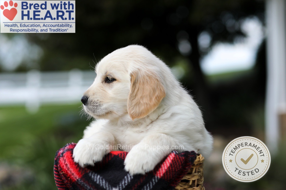 Harley Image of Harley, a Golden Retriever puppy