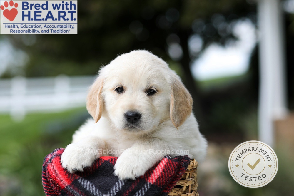 Harley Image of Harley, a Golden Retriever puppy