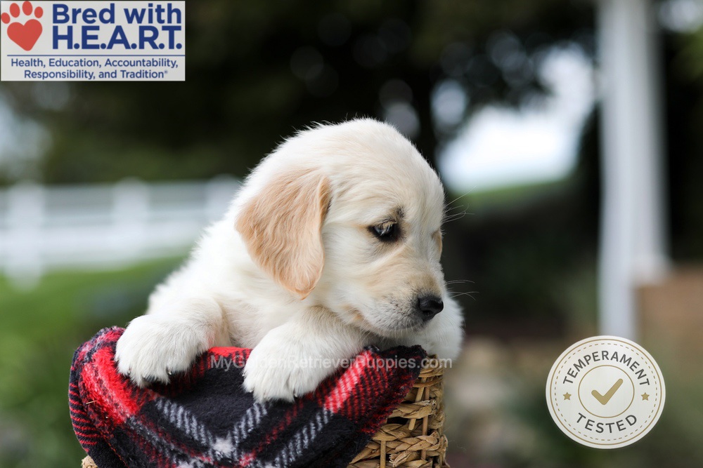 Harley Image of Harley, a Golden Retriever puppy