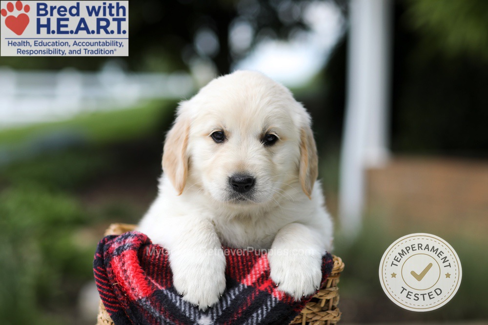 Harley Image of Harley, a Golden Retriever puppy
