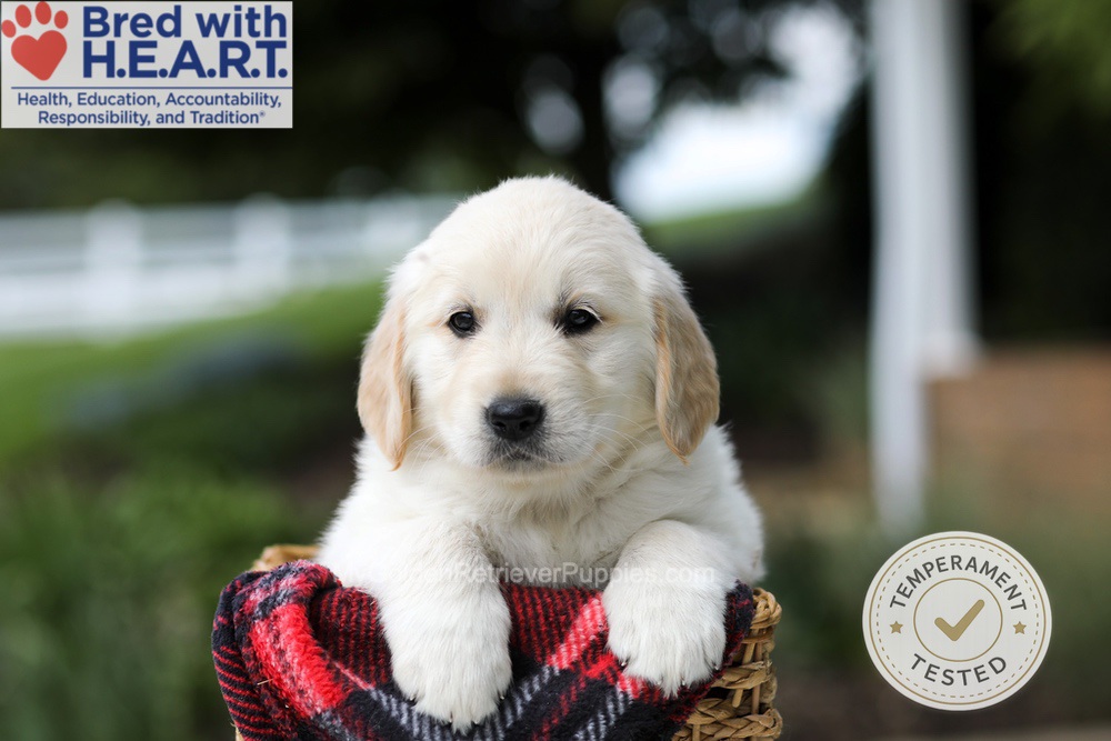 Harley Image of Harley, a Golden Retriever puppy