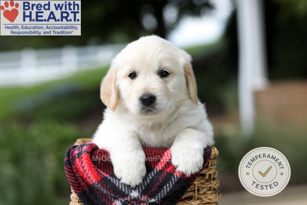 Harley Image of Harley, a Golden Retriever puppy