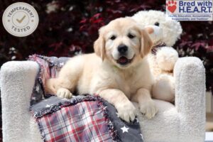 Image of Harlow, a Golden Retriever puppy