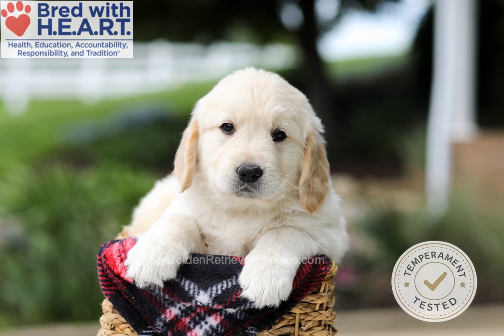 Harrison Image of Harrison, a Golden Retriever puppy