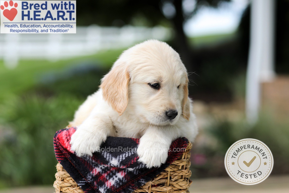 Harrison Image of Harrison, a Golden Retriever puppy