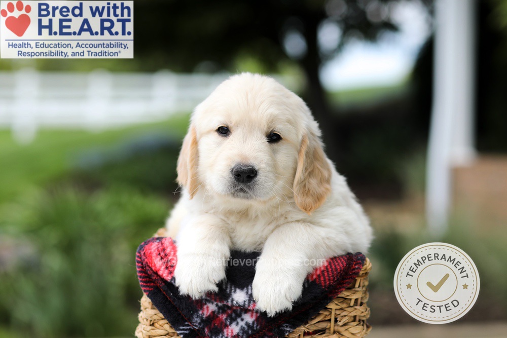Harrison Image of Harrison, a Golden Retriever puppy