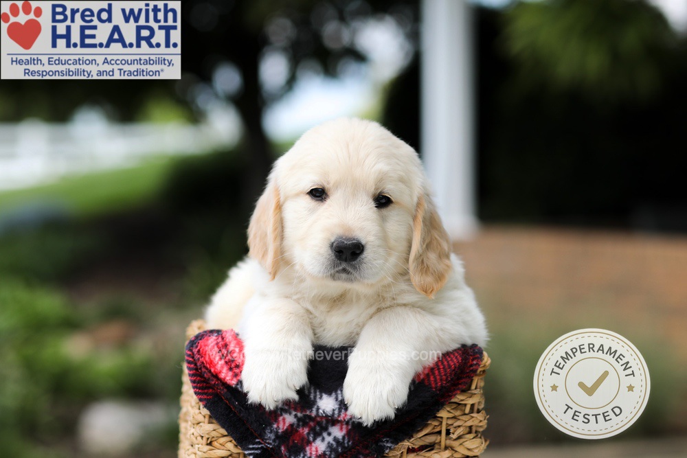 Harrison Image of Harrison, a Golden Retriever puppy