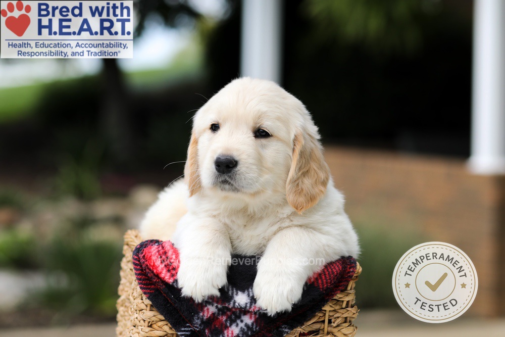 Harrison Image of Harrison, a Golden Retriever puppy