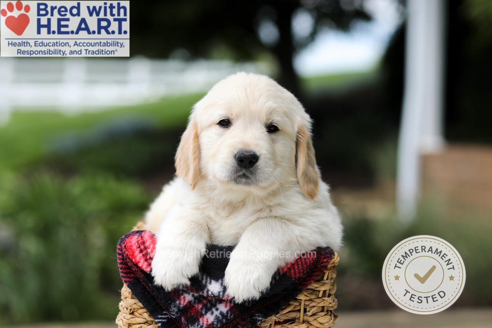 Harrison Image of Harrison, a Golden Retriever puppy