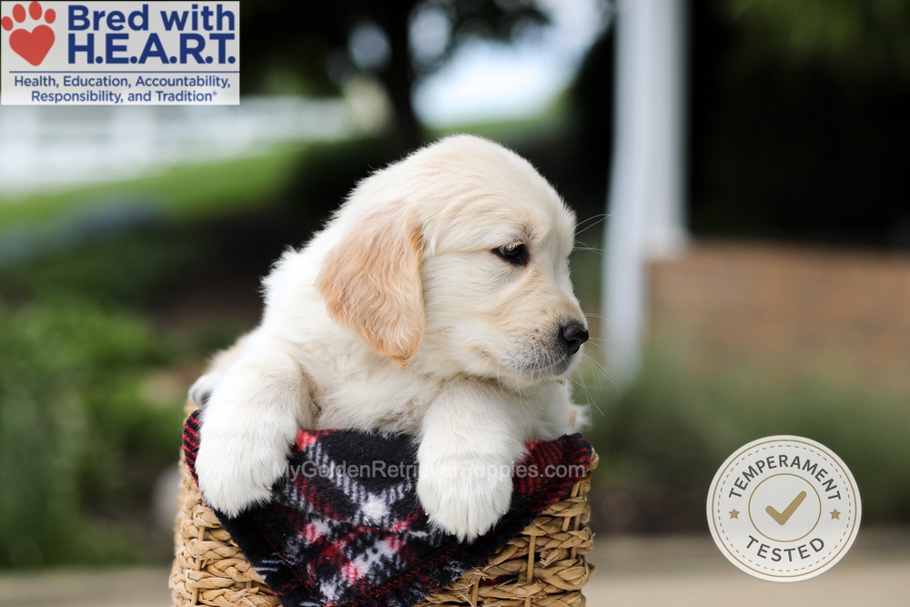 Harrison Image of Harrison, a Golden Retriever puppy
