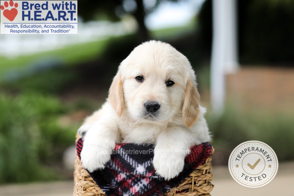 Harrison Image of Harrison, a Golden Retriever puppy