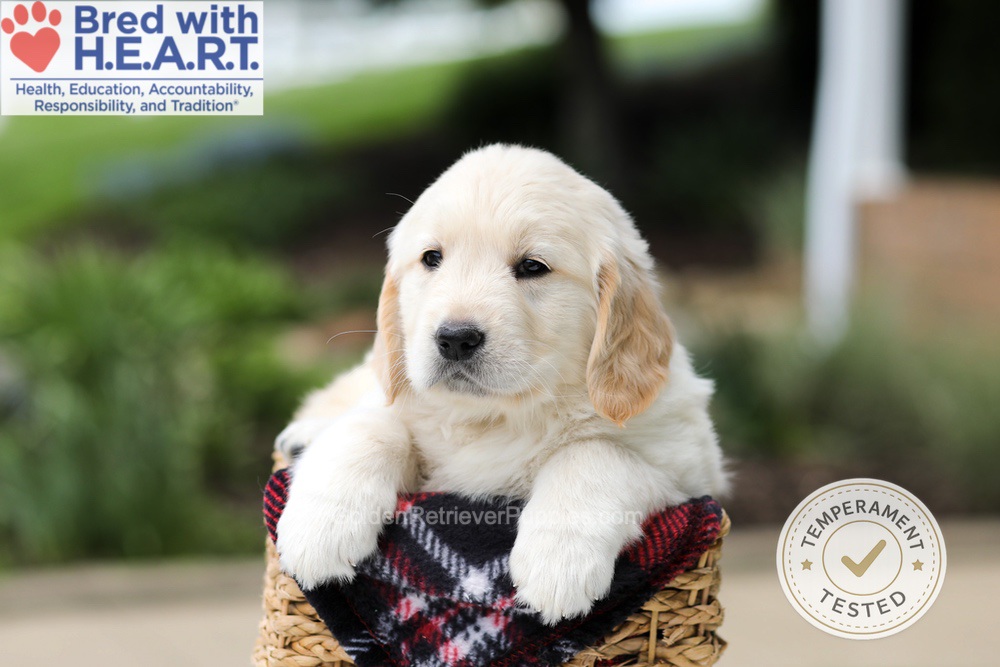 Harrison Image of Harrison, a Golden Retriever puppy