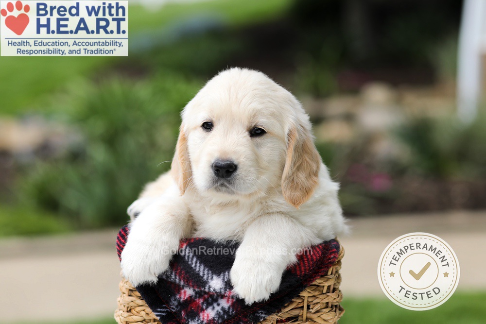 Harrison Image of Harrison, a Golden Retriever puppy