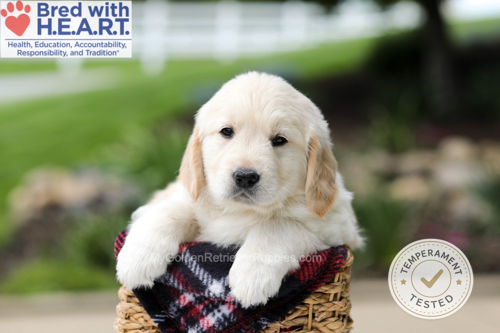 Harrison Image of Harrison, a Golden Retriever puppy