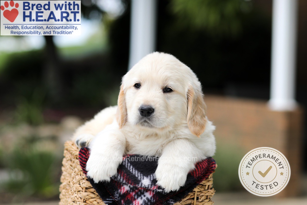 Harrison Image of Harrison, a Golden Retriever puppy