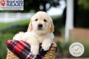 Image of Hendrix, a Golden Retriever puppy