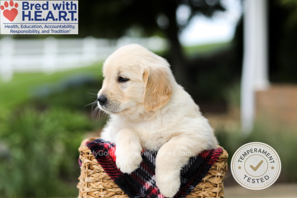 Hudson Image of Hudson, a Golden Retriever puppy