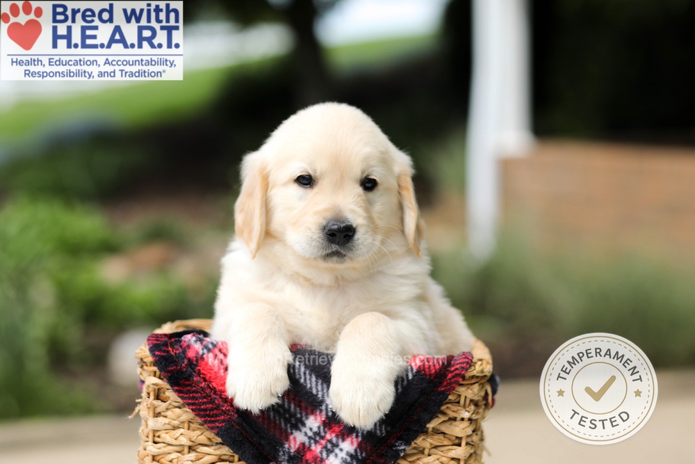 Hudson Image of Hudson, a Golden Retriever puppy