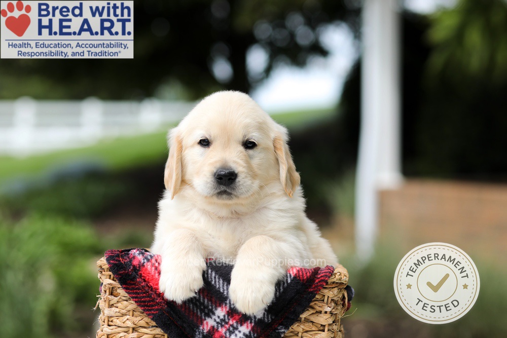 Hudson Image of Hudson, a Golden Retriever puppy