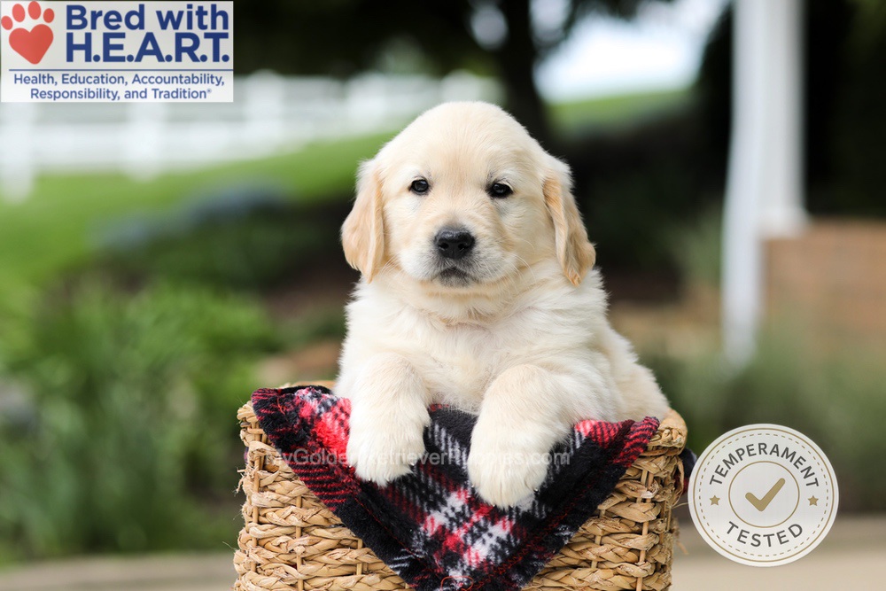 Hudson Image of Hudson, a Golden Retriever puppy