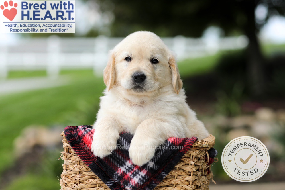 Hudson Image of Hudson, a Golden Retriever puppy