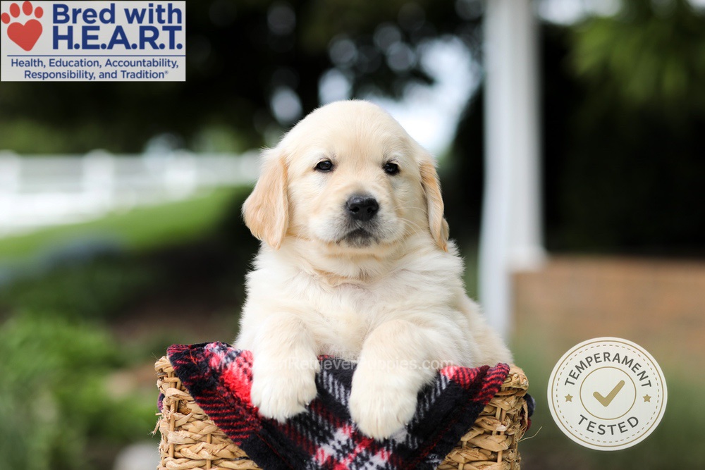 Hudson Image of Hudson, a Golden Retriever puppy