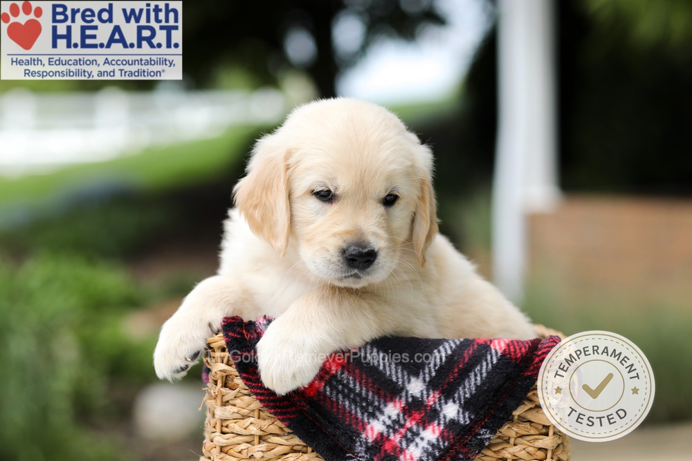 Hudson Image of Hudson, a Golden Retriever puppy
