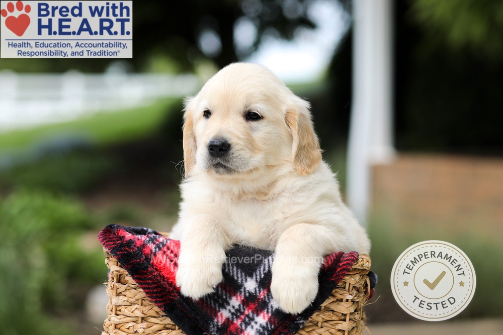 Hudson Image of Hudson, a Golden Retriever puppy