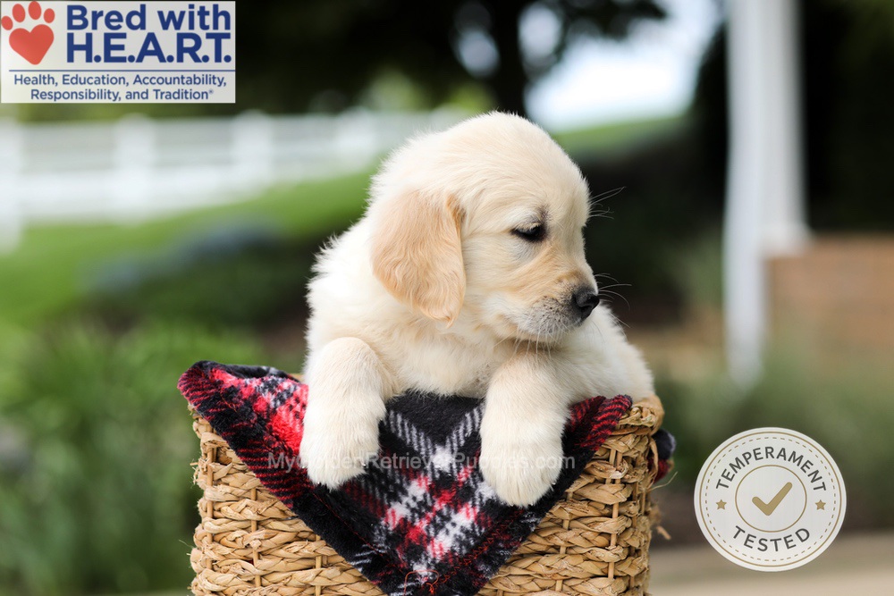 Hudson Image of Hudson, a Golden Retriever puppy
