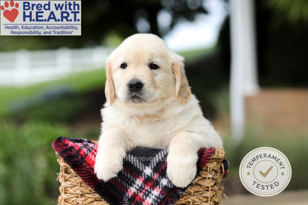 Hudson Image of Hudson, a Golden Retriever puppy