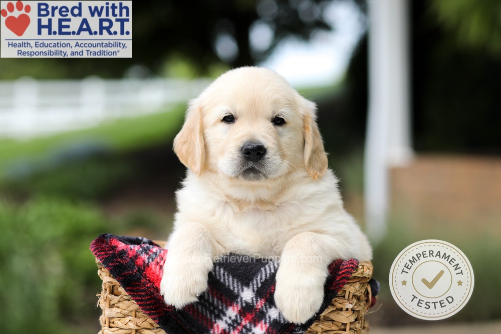 Hudson Image of Hudson, a Golden Retriever puppy