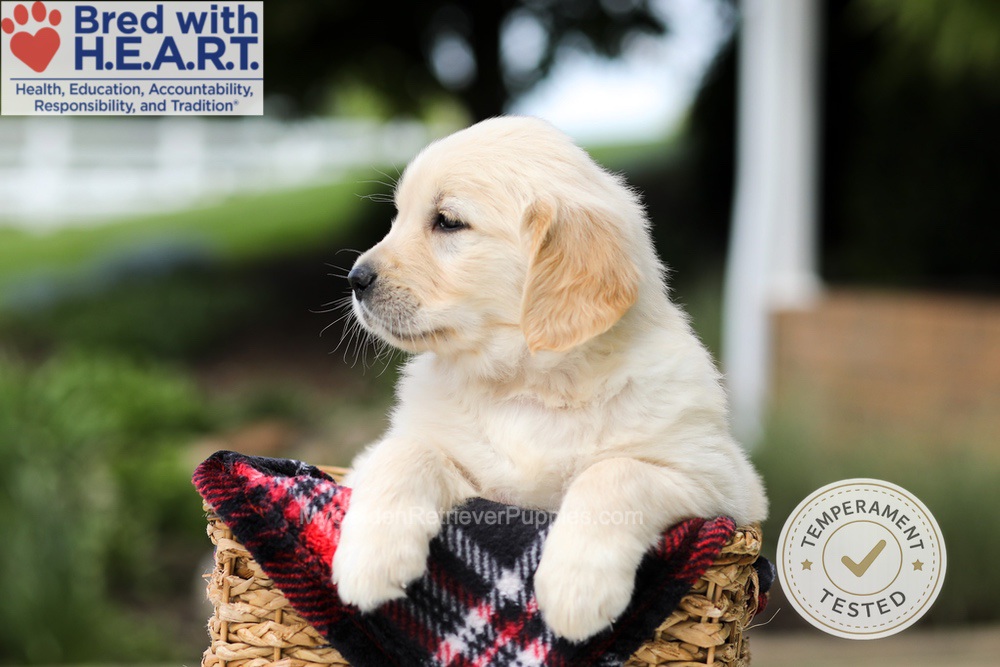 Hudson Image of Hudson, a Golden Retriever puppy