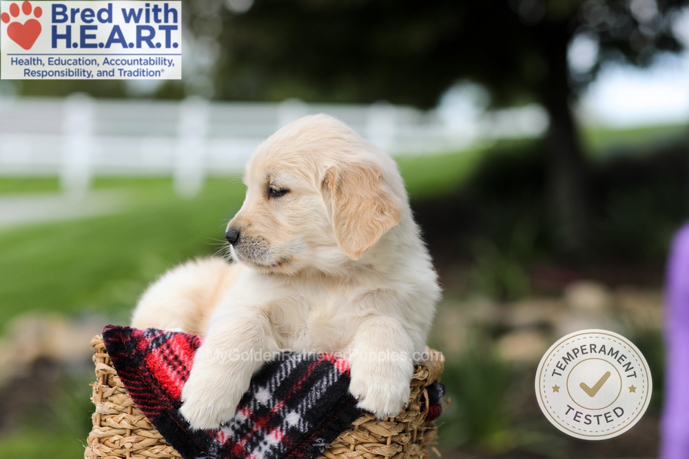Hunter Image of Hunter, a Golden Retriever puppy