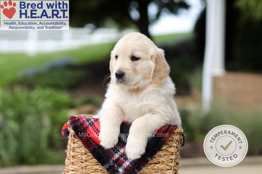 Hunter Image of Hunter, a Golden Retriever puppy