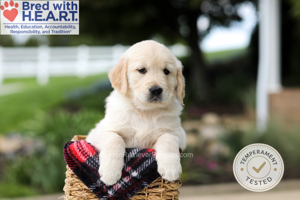 Hunter Image of Hunter, a Golden Retriever puppy