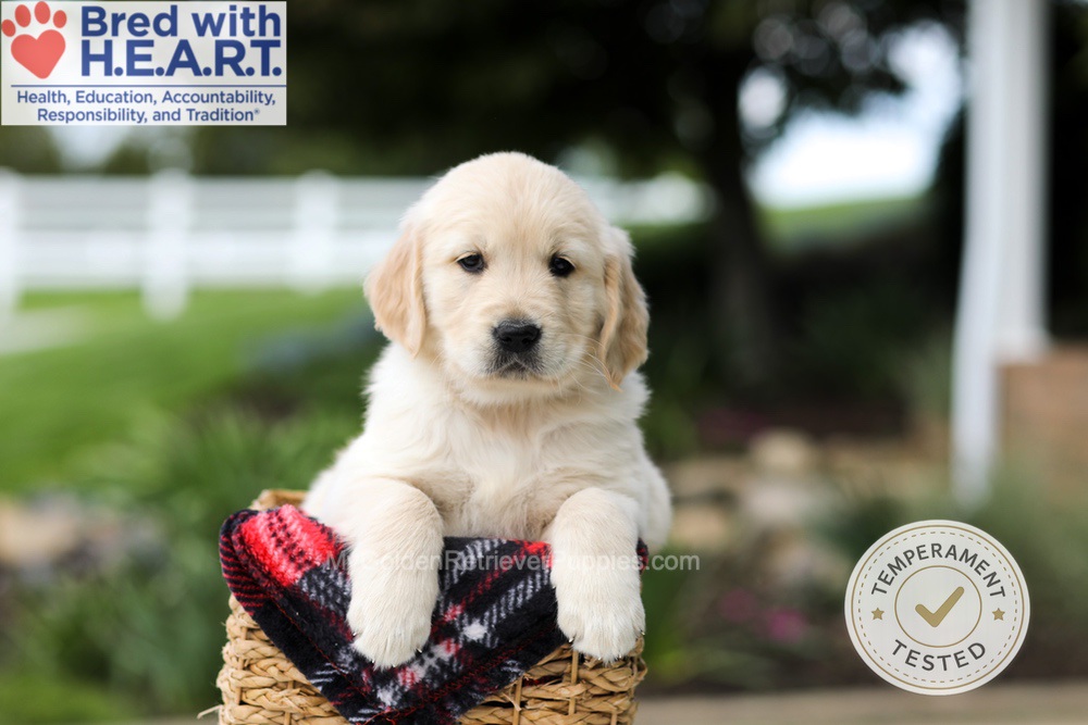 Hunter Image of Hunter, a Golden Retriever puppy