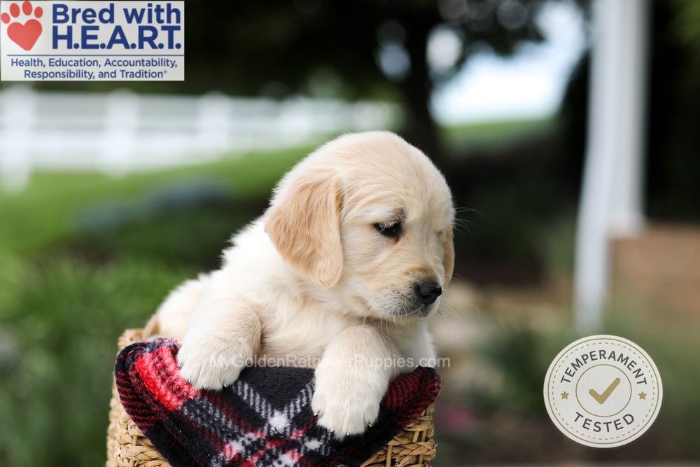 Hunter Image of Hunter, a Golden Retriever puppy