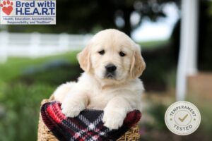 Image of Hunter, a Golden Retriever puppy