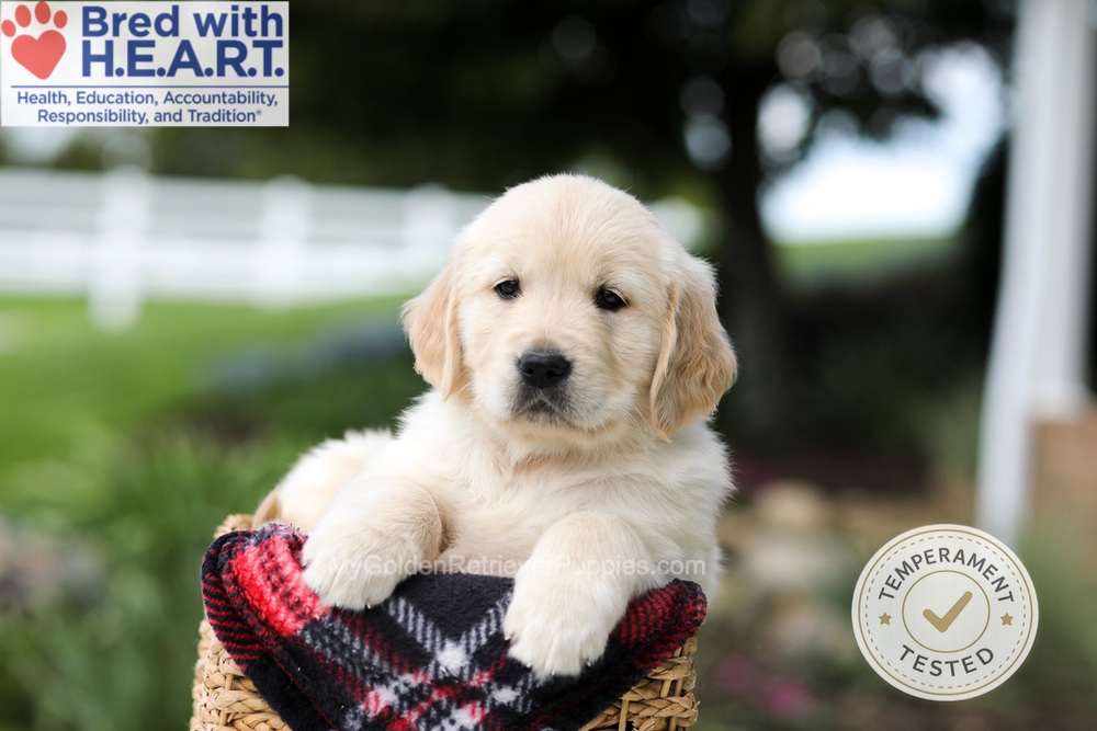 Hunter Image of Hunter, a Golden Retriever puppy