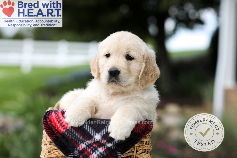 Hunter Image of Hunter, a Golden Retriever puppy