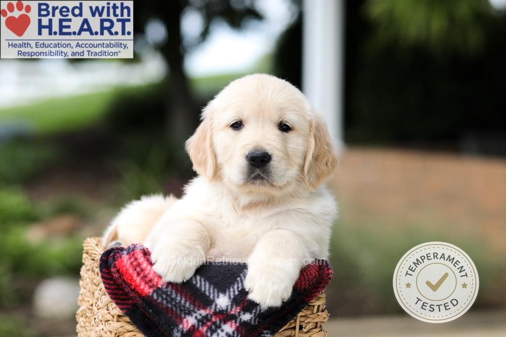 Hunter Image of Hunter, a Golden Retriever puppy
