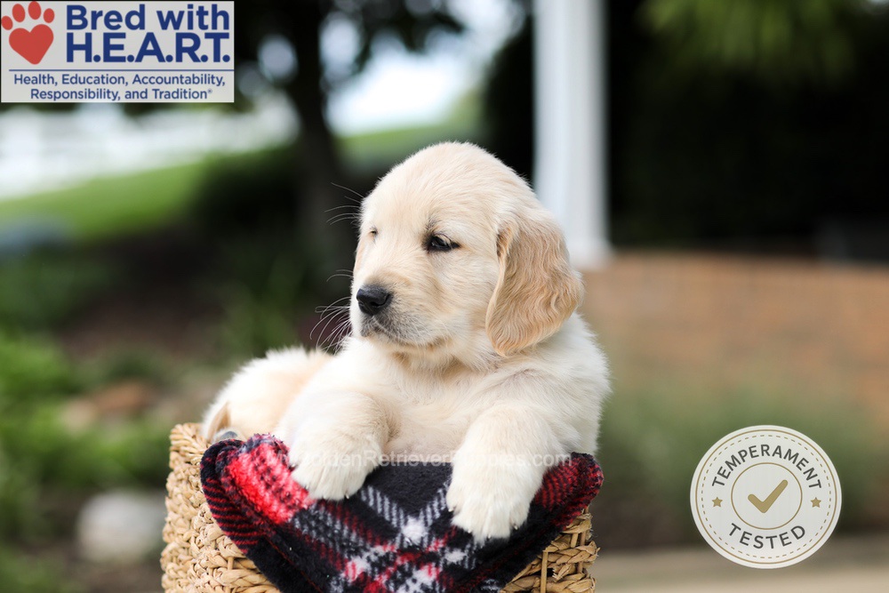 Hunter Image of Hunter, a Golden Retriever puppy